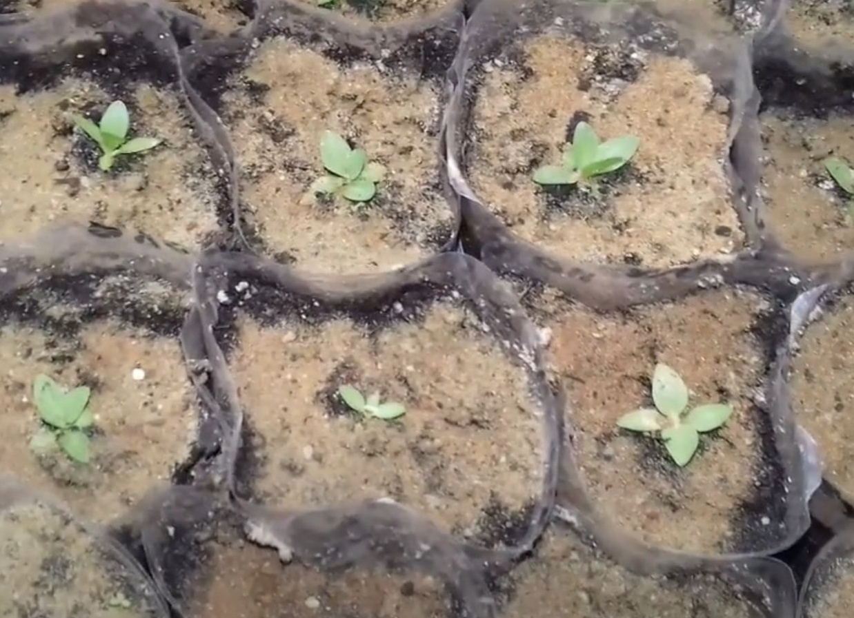 Чёрная ножка у рассады: что это и как бороться