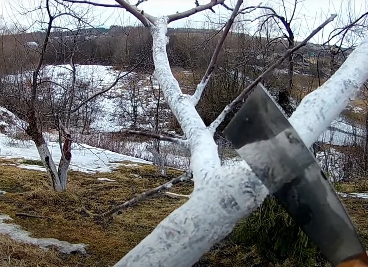 Чёрный рак на яблонях и других деревьях: чем опасен и как лечить