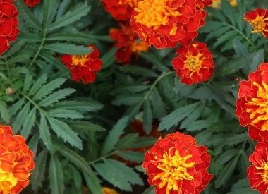 15 красивых однолетников, цветущих всё лето