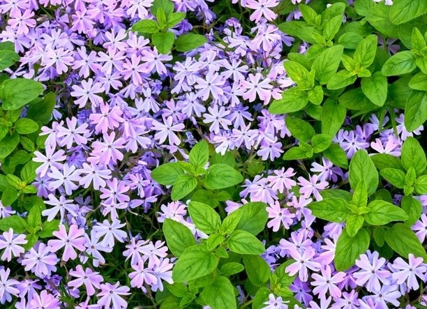 Когда сажать маттиолу на рассаду и как это делать