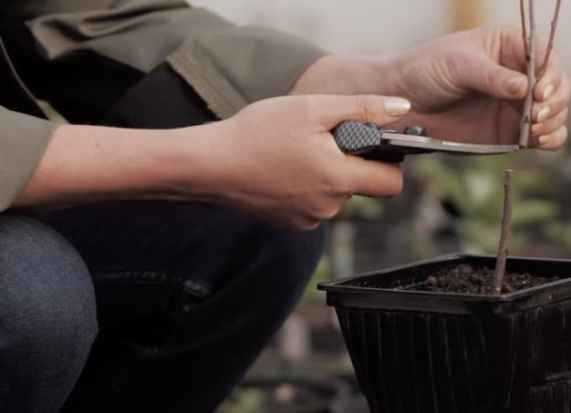 Как привить вишню весной правильно