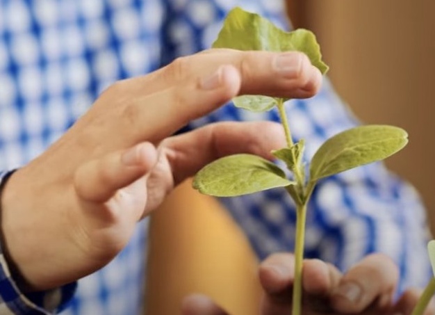 Прививка арбуза на тыкву «уколом» и «язычком»