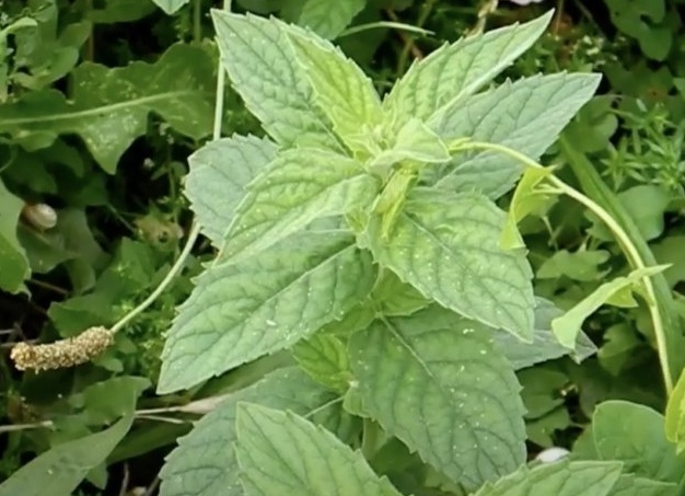 Как сажать мяту, когда это делать и как её вырастить