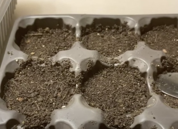 Когда сеять колеус на рассаду и как это делать