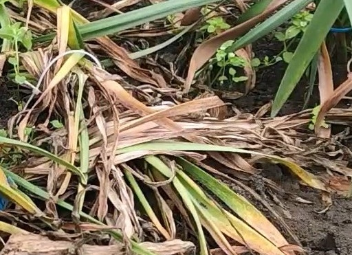 Когда выкапывать нарциссы после цветения