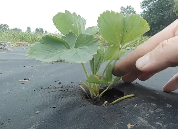 Почему не цветёт клубника и на ней нет ягод