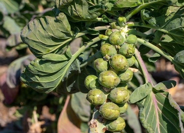 Когда сажать брюссельскую капусту на рассаду и как это делать