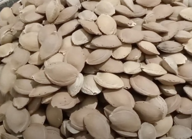 Как вырастить абрикос из косточки